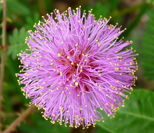 {Mimosa microphylla}